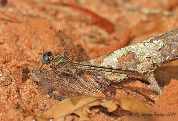 Phanogomphus minutus, female